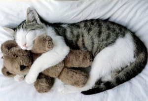 cuddle kitty
